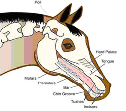 Diagram of a horses mouth