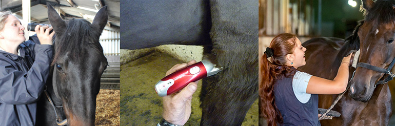 Horse Clippers and Trimmers, Liveryman, Stockshop Wolsley and Wahl