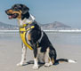 Red Dingo Yellow Padded Harness For Dogs - Yellow