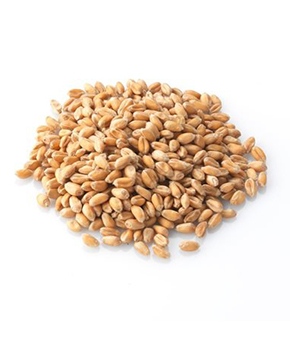 Brinvale Whole Wheat
