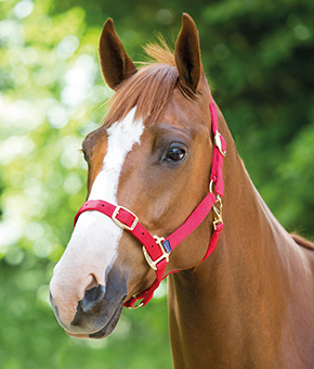 Shires Adjustable Headcollar in red