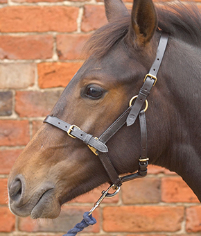 Hy Leather Foal Headcollar Brown