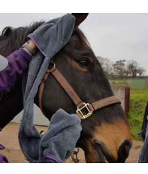 Henry Wag Equine Microfibre Glove Towel