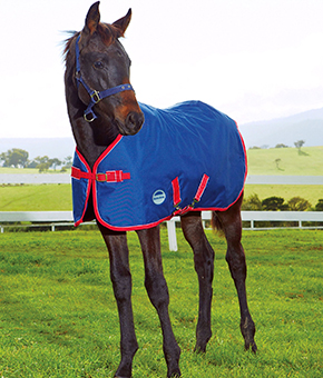 Weatherbeeta Original 1200D Foal Rug