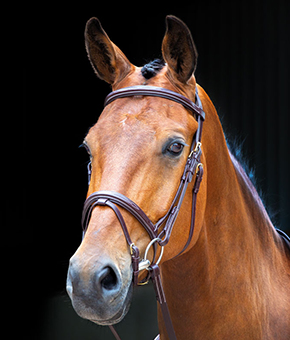 Shires Salisbury Bodenham Bridle Australian Nut