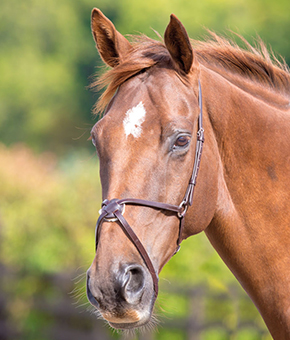 Shires Blenheim Mexican Noseband