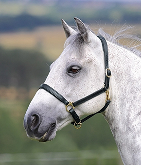 Shires Blenheim Lined Leather Headcollar Black