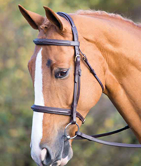 Sailsbury Fairford bridle