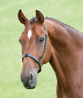 Shires Blenheim Cavesson Noseband