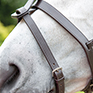 Shires Blenheim Flash Strap