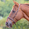 Shires Blenheim Flash Noseband