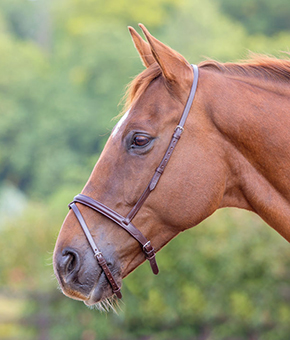 Shires Blenheim Flash Noseband