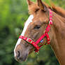 Shires Foal Nylon Headcollar