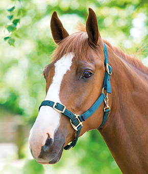 Shires Adjustable Headcollar in Green