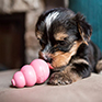 KONG Puppy (Assorted Blue/Pink)