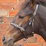 Hy Leather Foal Headcollar Brown