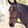 Shires Blenheim Leather Polo Browband Pink/Dark Green/Yellow