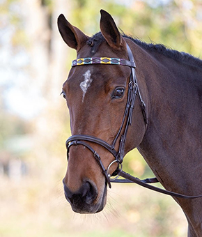 Shires Blenheim Leather Polo Browband Pink/Dark Green/Yellow