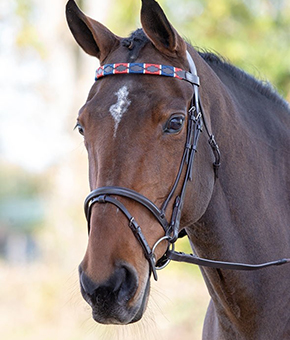 Shires Blenheim Leather Polo Browband Red/Navy