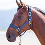 Shires Topaz Nylon Headcollar - Navy