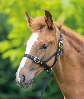 Shires Nylon Foal Slip