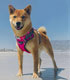 Red Dingo Padded Harness For Dogs - Hot Pink