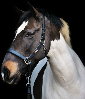 Equilibrium Stellar Head Collar