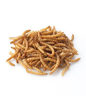 Brinvale Dried Mealworms for Birds