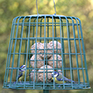 CJ Wildlife Fat Ball & Suet Feeder Guardian