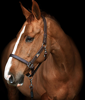 Equilibrium Stellar Head Collar