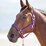 Shires Topaz Nylon Headcollar Purple