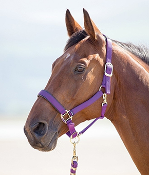 Shires Topaz Nylon Headcollar Purple