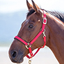 Shires Topaz Nylon Headcollar