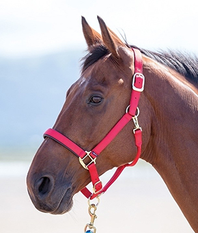 Shires Topaz Nylon Headcollar