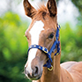 Shires Nylon Foal Head Collar