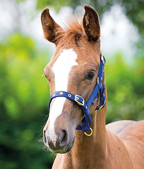 Shires Nylon Foal Head Collar