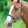 Shires Adjustable Headcollar in Navy