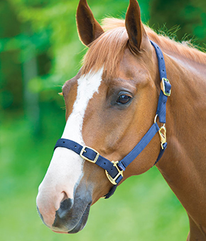 Shires Adjustable Headcollar in Navy