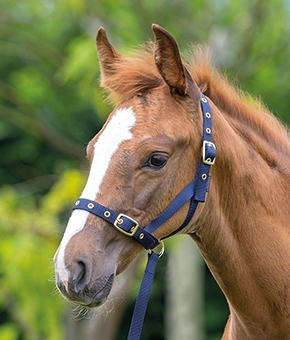 Shires Nylon Foal Slip Navy