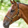 Bridleway Leather Headcollar with brass nameplate