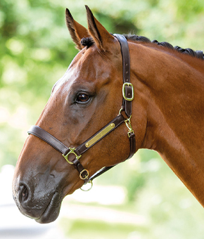 Bridleway Leather Headcollar with brass nameplate