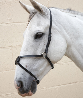 Hy Mexican Grackle Noseband