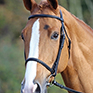 Shires Aviemore Raised Cavesson Bridle