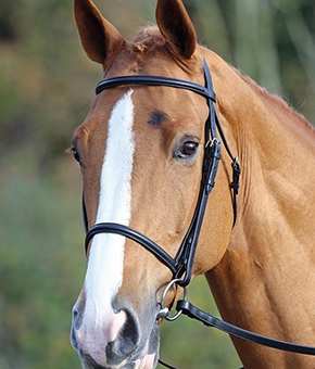 Shires Aviemore Raised Cavesson Bridle