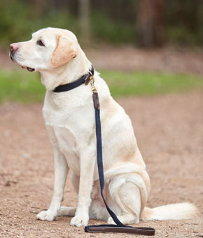 The Weatherbeeta Leather Plaited Dog Lead Brown/Navy