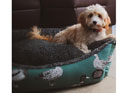 Snug & Cosy Teal Duck Dog Bed