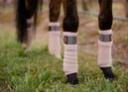 LeMieux Loire Polo Bandages Rose