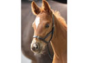 Shires Velociti GARA Leather Foal Slip