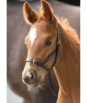 Shires Velociti GARA Leather Foal Slip