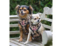 Digby & Fox Leopard Print Dog Harness